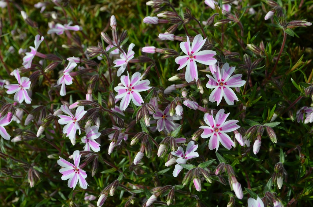 Phlox subulata 'Candy Stripes' - La pépinière d'Agnens