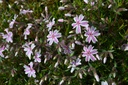 Phlox subulata 'Candy Stripes' - La pépinière d'Agnens