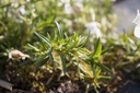 Phlox subulata 'Maischnee' - La pépinière d'Agnens