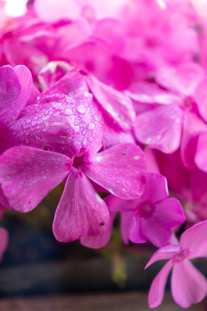 Phlox subulata 'Mc Daniel's Cushion' - La pépinière d'Agnens