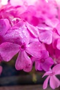 Phlox subulata 'Mc Daniel's Cushion' - La pépinière d'Agnens