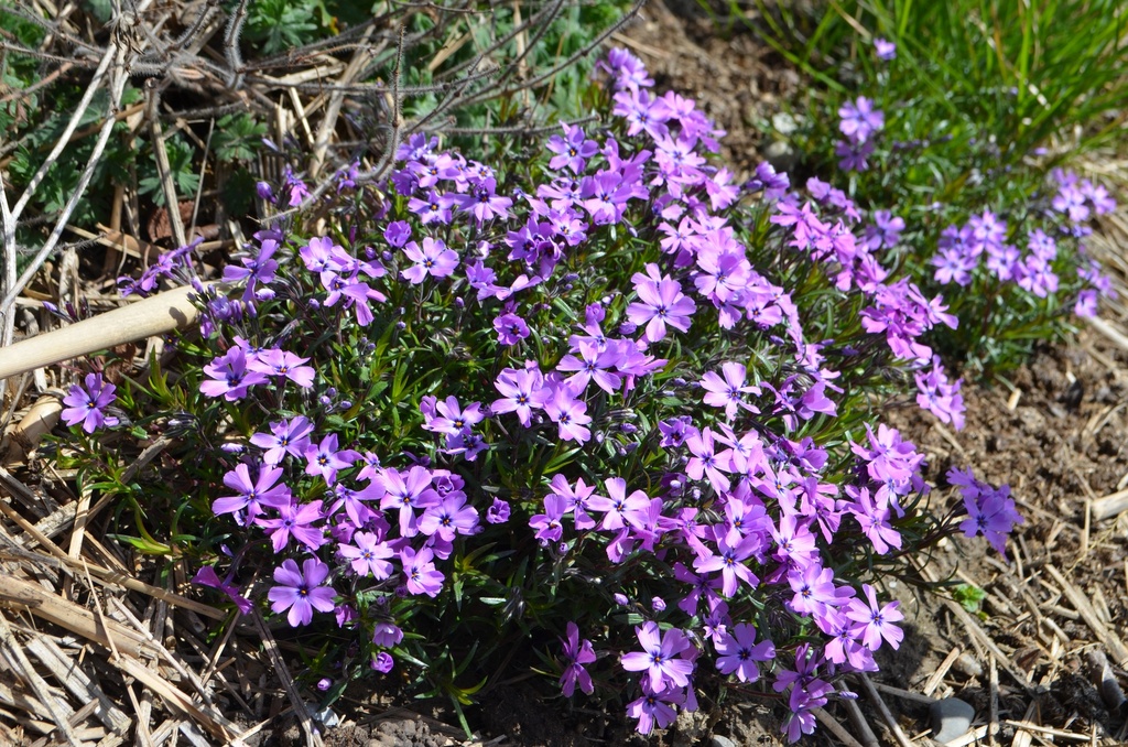 Phlox subulata 'Purple Beauty' - La pépinière d'Agnens