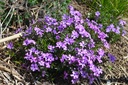 Phlox subulata 'Purple Beauty' - La pépinière d'Agnens