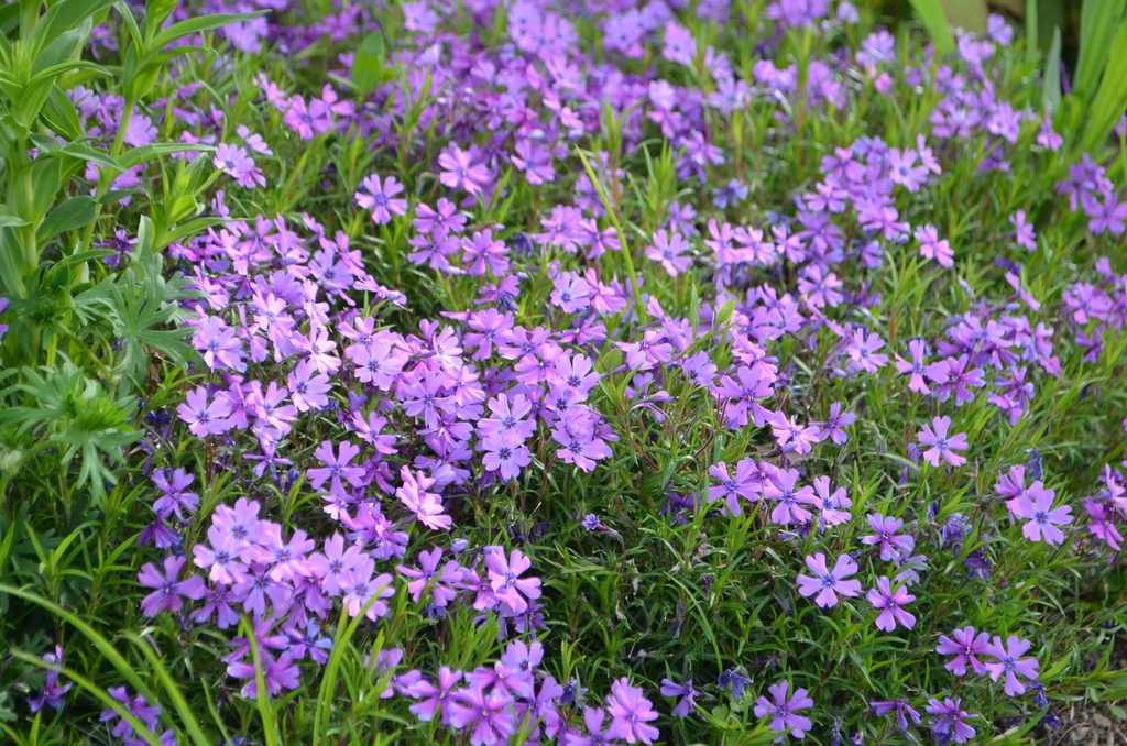 Phlox subulata 'Purple Beauty' - La pépinière d'Agnens