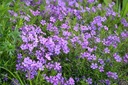 Phlox subulata 'Purple Beauty' - La pépinière d'Agnens