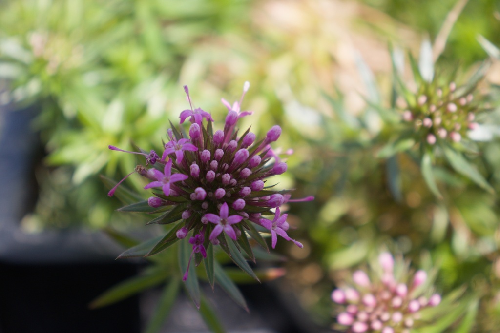 Phuopsis stylosa - La pépinière d'Agnens