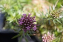 Phuopsis stylosa - La pépinière d'Agnens