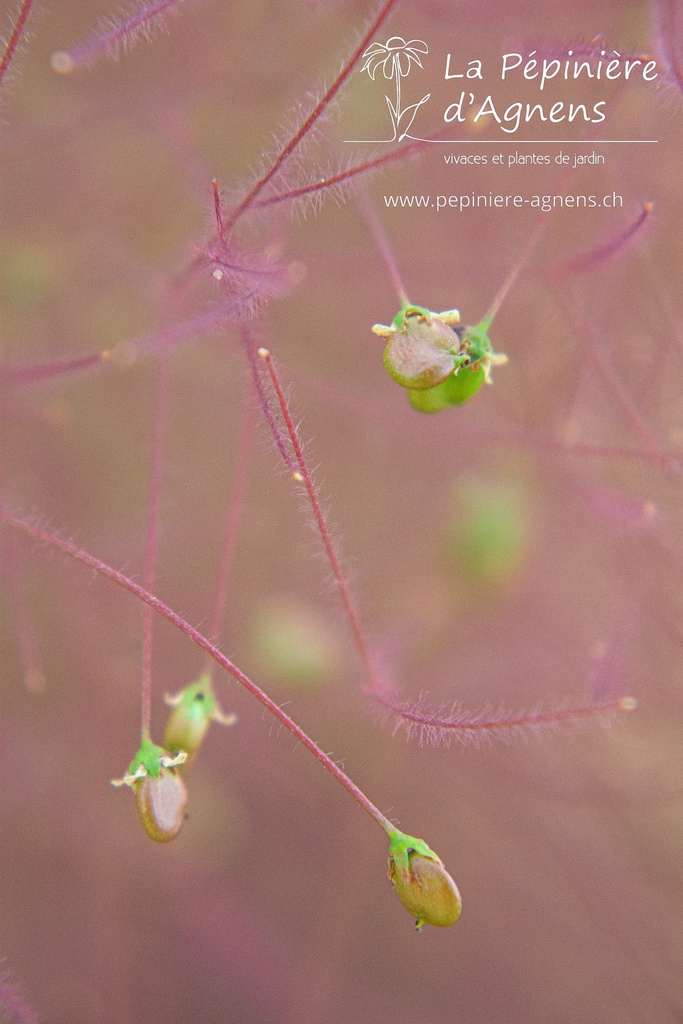 Cotinus coggygria 'Royal Purple'- La pépinière d'Agnens