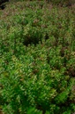 Phuopsis stylosa - La pépinière d'Agnens