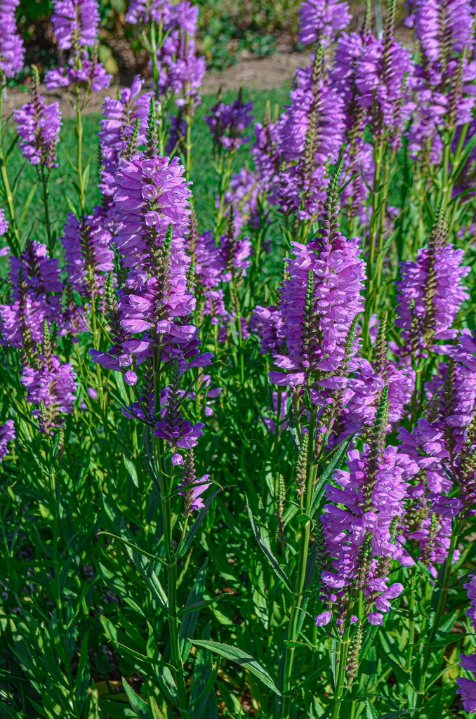 Physostegia virginiana 'Red Beauty' - La pépinière d'Agnens