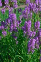 Physostegia virginiana 'Red Beauty' - La pépinière d'Agnens