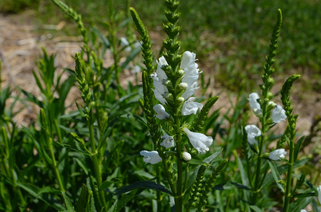 Physostegia virginiana 'Summer Snow' - La pépinière d'Agnens