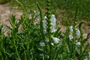 Physostegia virginiana 'Summer Snow' - La pépinière d'Agnens