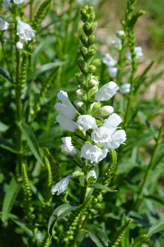 Physostegia virginiana 'Summer Snow' - La pépinière d'Agnens