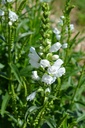 Physostegia virginiana 'Summer Snow' - La pépinière d'Agnens