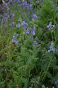 Polemonium caeruleum - La pépinière d'Agnens