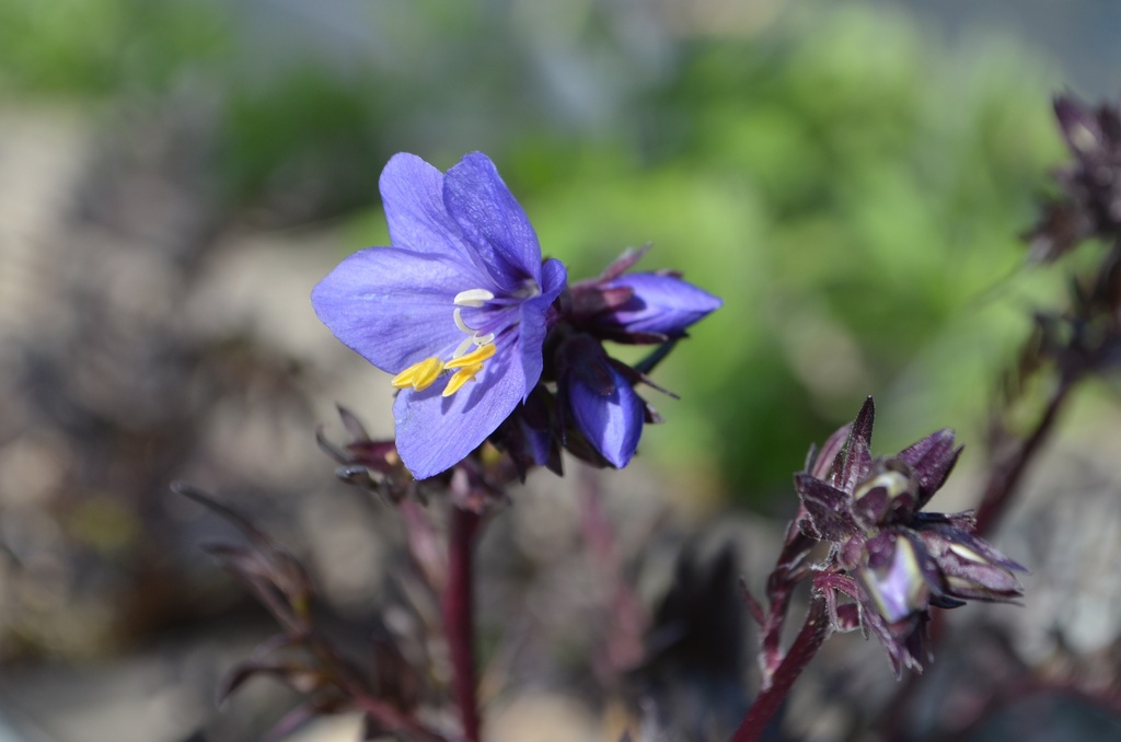 Polemonium hybride 'Bressingham Purple' - La pépinière d'Agnens