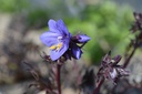 Polemonium hybride 'Bressingham Purple' - La pépinière d'Agnens