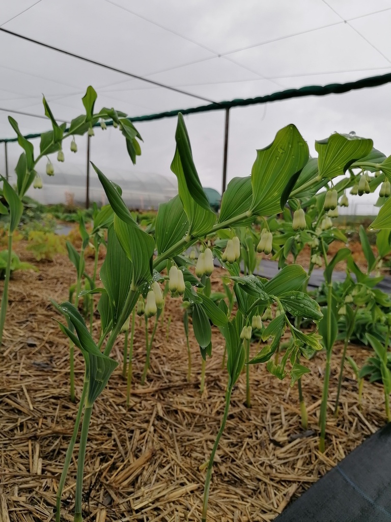 Polygonatum commutatum - La pépinière d'Agnens