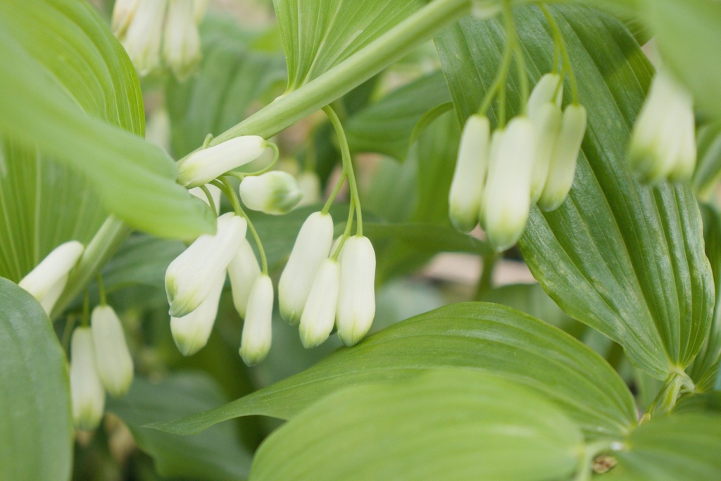 Polygonatum commutatum - La pépinière d'Agnens