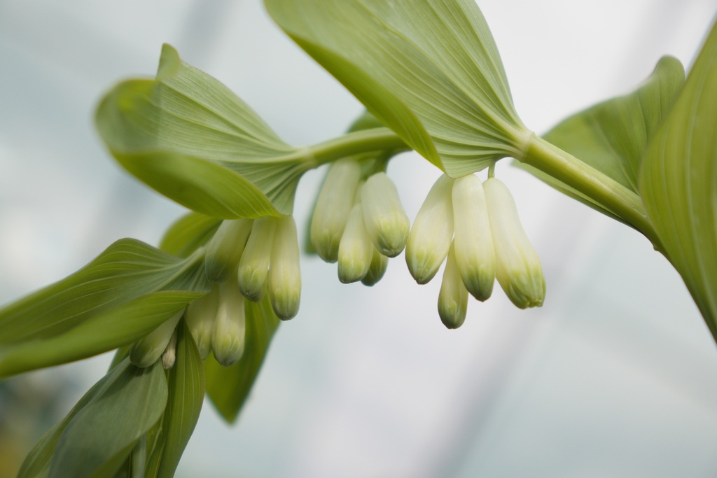 Polygonatum multiflorum - La pépinière d'Agnens