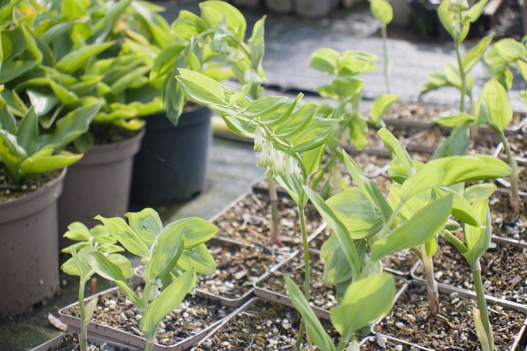 Polygonatum multiflorum - La pépinière d'Agnens