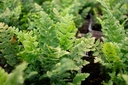 Polystichum aculeatum - La pépinière d'Agnens