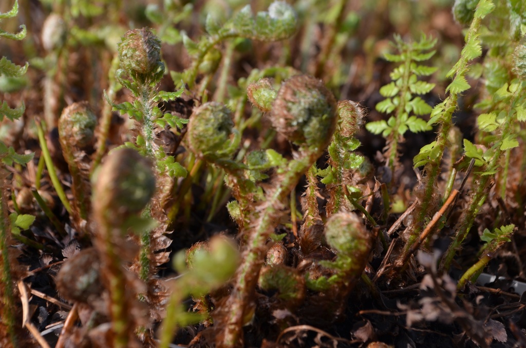 Polystichum aculeatum - La pépinière d'Agnens