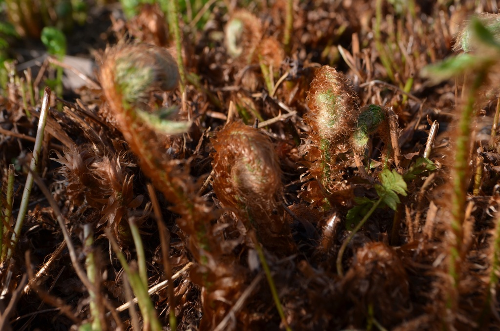 Polystichum polyblepharum - La pépinière d'Agnens