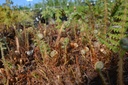 Polystichum setiferum - La pépinière d'Agnens