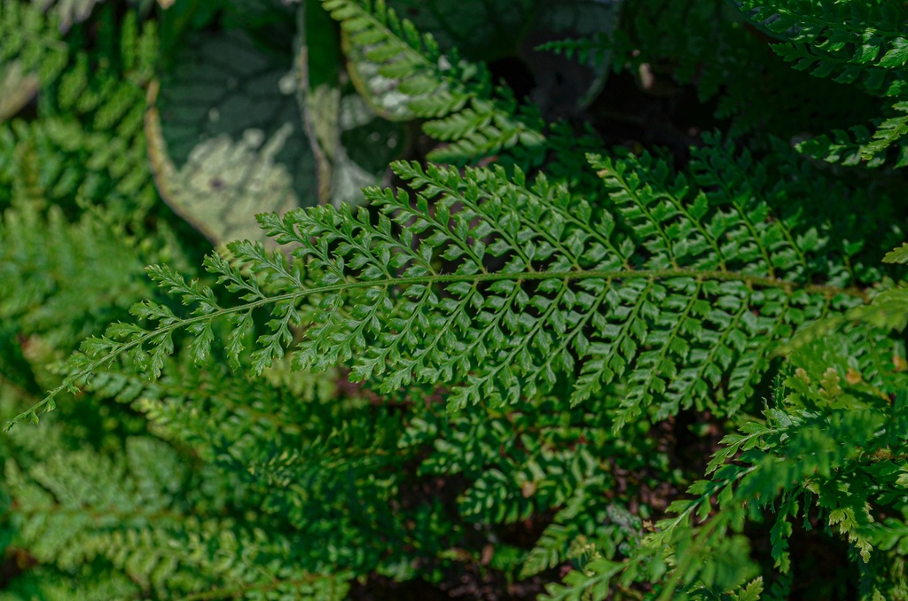 Polystichum setiferum 'Herrenhausen'