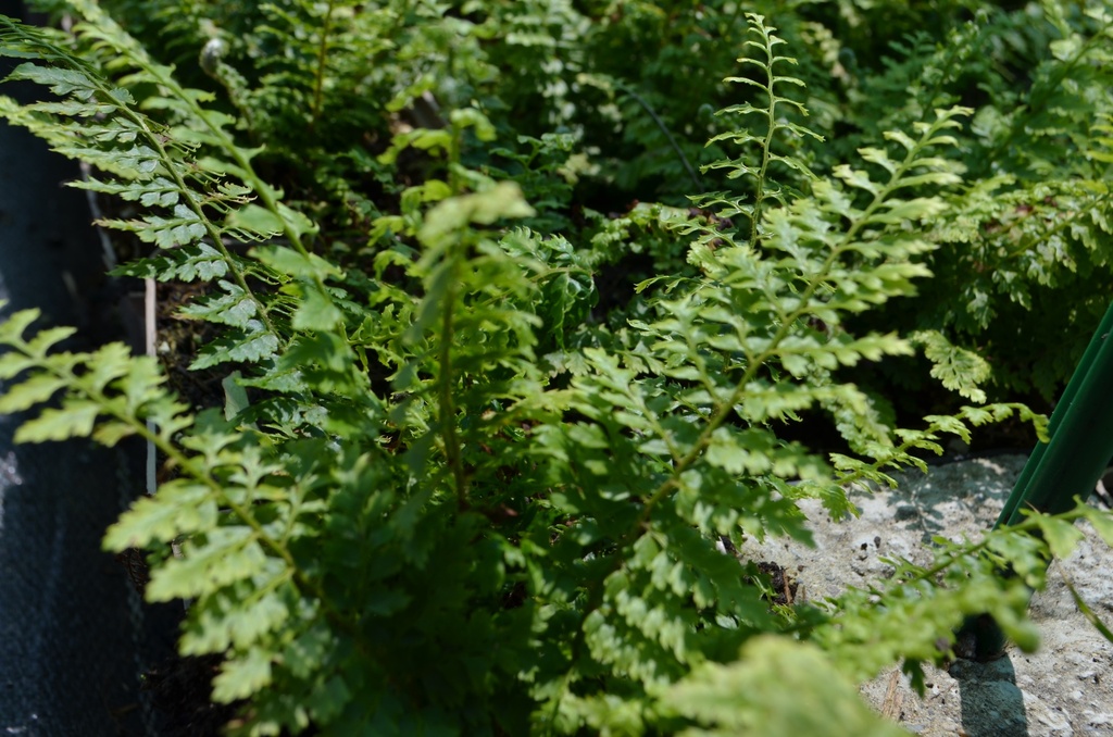 Polystichum setiferum 'Herrenhausen' - La pépinière d'Agnens