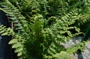 Polystichum setiferum 'Herrenhausen' - La pépinière d'Agnens