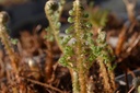 Polystichum setiferum 'Plumosum Densum' - La pépinière d'Agnens