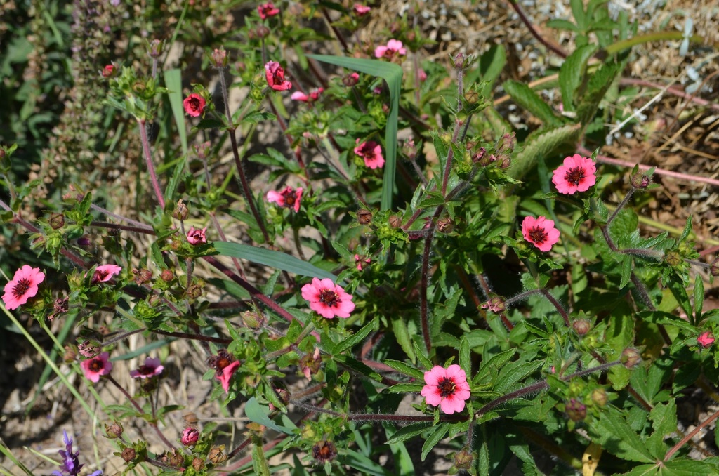 Potentilla nepalensis 'Miss Willmott' - La pépinière d'Agnens