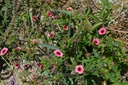 Potentilla nepalensis 'Miss Willmott' - La pépinière d'Agnens