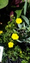 Potentilla recta - La pépinière d'Agnens