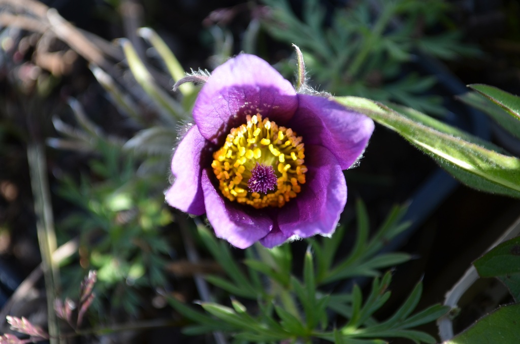 Pulsatilla vulgaris - La pépinière d'Agnens