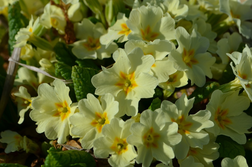 Primula vulgaris (Jaune) - La pépinière d'Agnens