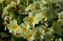Primula vulgaris (Jaune) - La pépinière d'Agnens