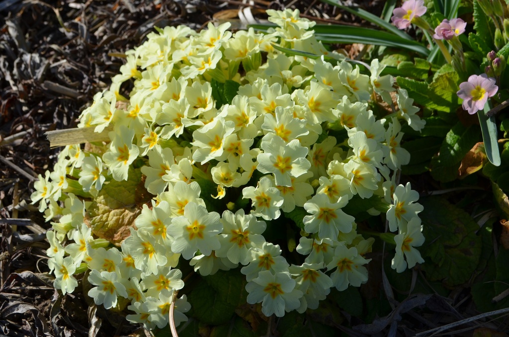 Primula vulgaris (Jaune) - La pépinière d'Agnens