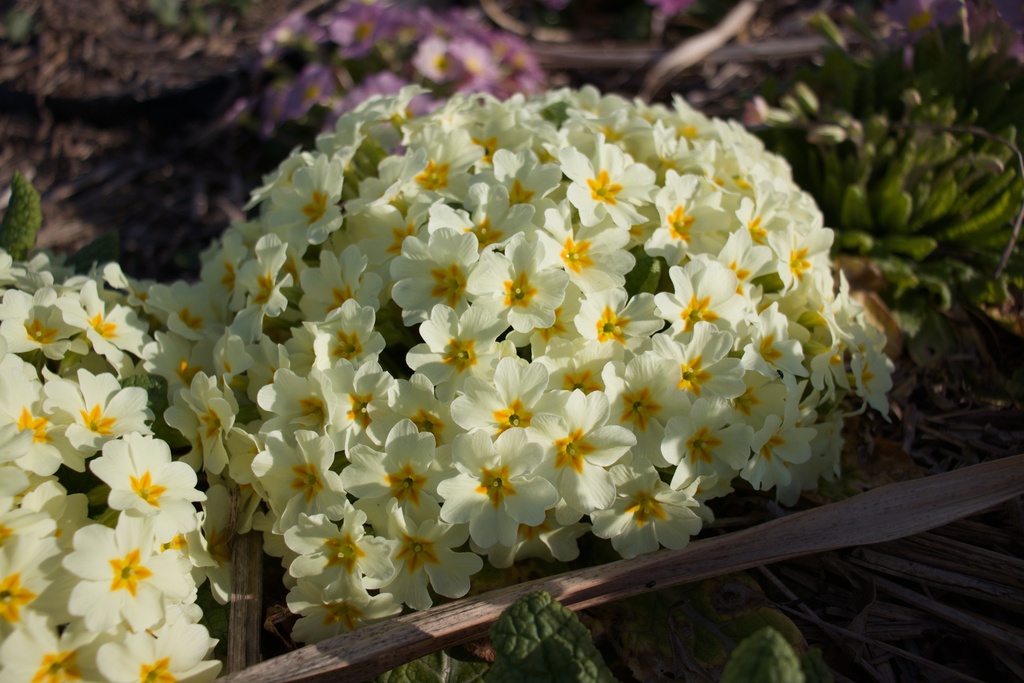 Primula vulgaris (Jaune) - La pépinière d'Agnens