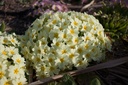 Primula vulgaris (Jaune) - La pépinière d'Agnens