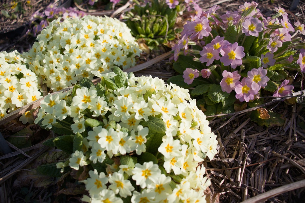 Primula vulgaris (Jaune) - La pépinière d'Agnens