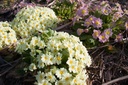 Primula vulgaris (Jaune) - La pépinière d'Agnens