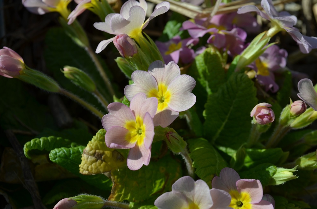Primula vulgaris (Rose) - La Pépinière d'Agnens