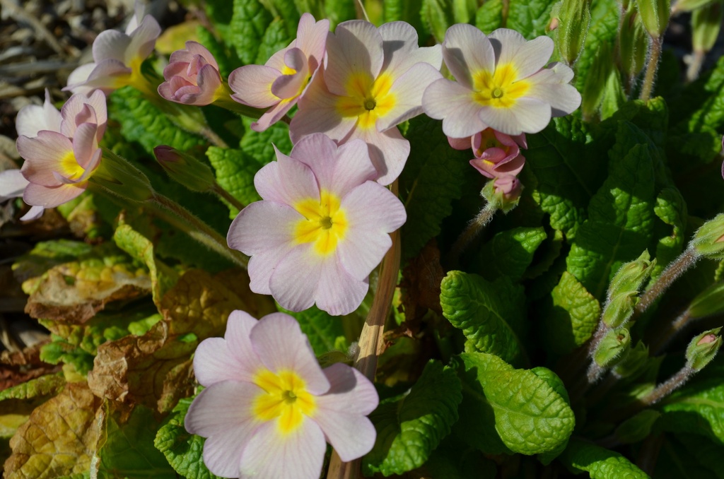 Primula vulgaris (Rose) - La Pépinière d'Agnens