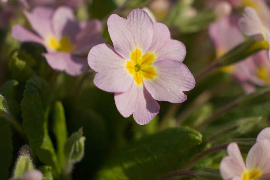 Primula vulgaris (Rose) | pepiniere-agnens