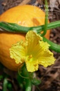 Courge à fruits moyens 'Red Kuri'- La pépinière d'Agnens