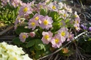 Primula vulgaris (Rose) - La Pépinière d'Agnens